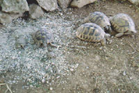 Romanove kornja�e u vrtu